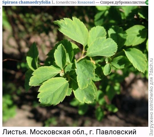 Спирея дубравколистная (Spiraea chamaedryfolia)