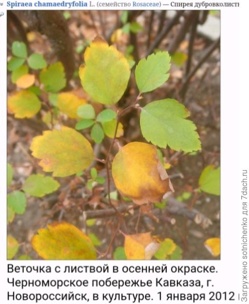 Спирея дубравколистная. Фото на сайте Плантариум.