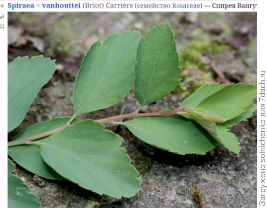 Спирея Вангутта (Spiraea x Vanhouttei все фото на с сайта Плантариум )