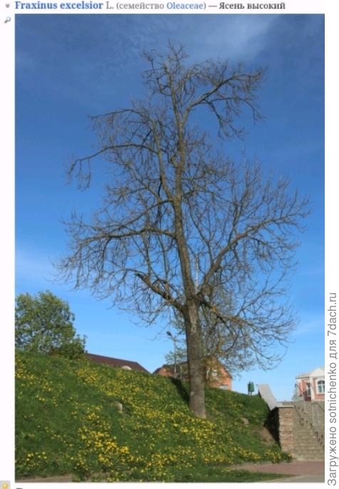 Ясень высокий фото на сайте Плантариум.