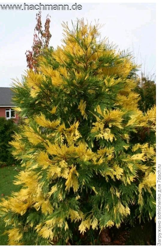 Калоцедрус низбегающий.