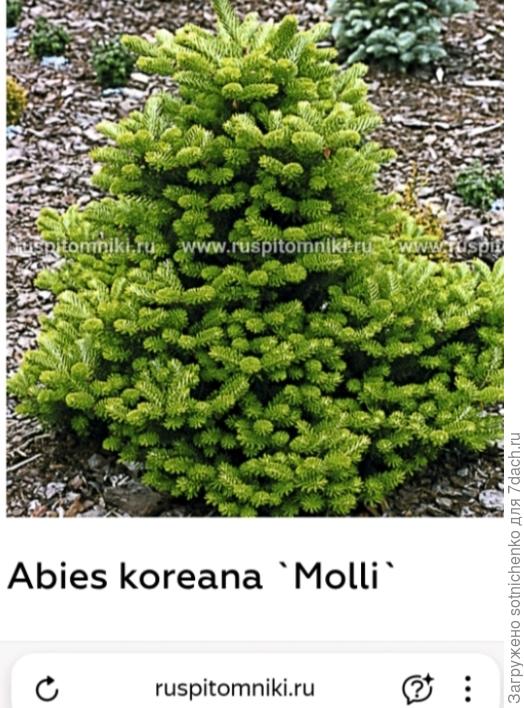 Пихта корейская 'Molli'.
