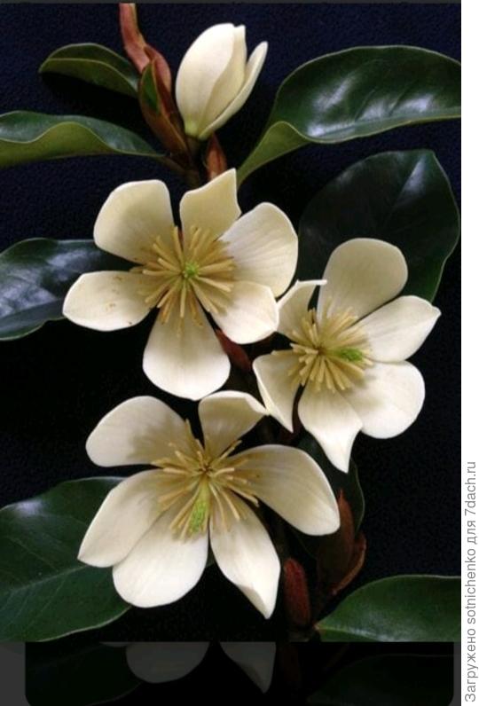 Фото на сайте thetutugutu. com. au