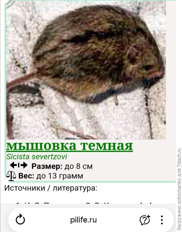 Мышовка тёмная на сайте pilife.ru