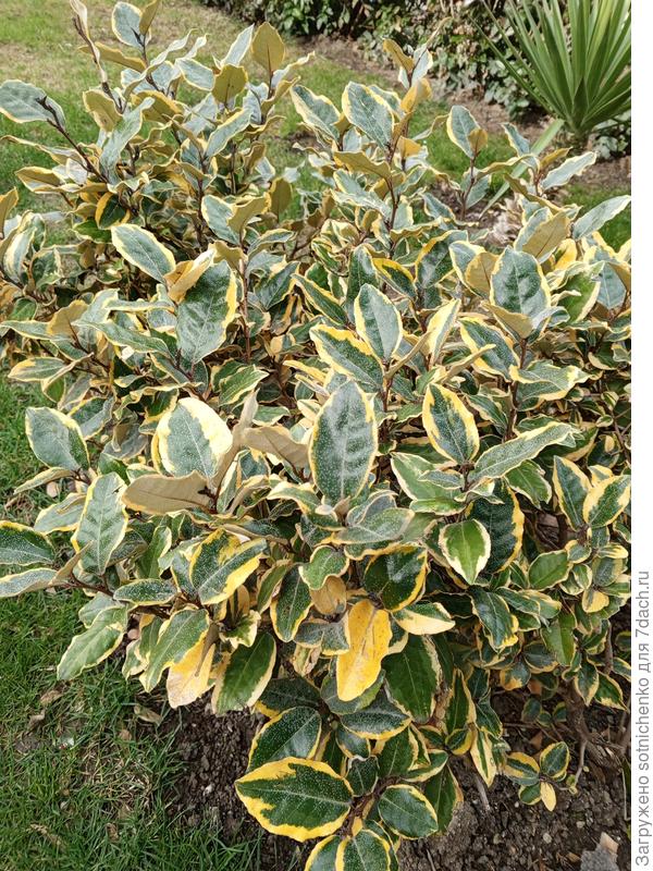 Лох Эббинге 'Gilt Edge'. Сегодняшние фото.