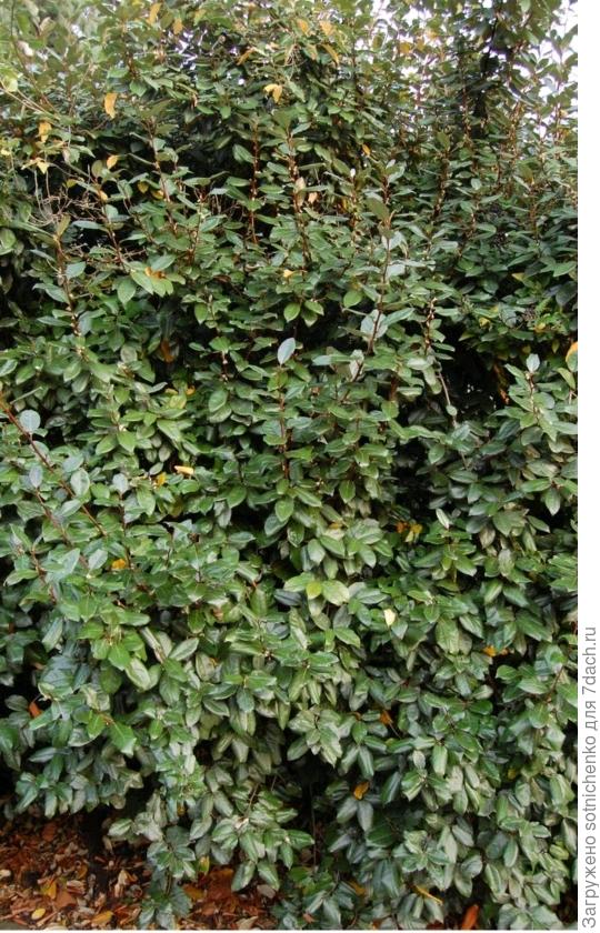 Лох Эббинге (Elaeagnus x ebbingei. На сайте ru. pinterest. com)