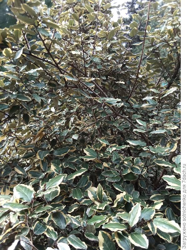 Лох Эббинге. Фото сделала в прошлом году.