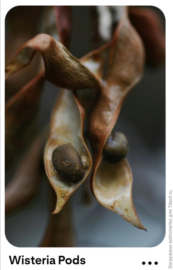 Фото  плодов на сайте Pinterest.