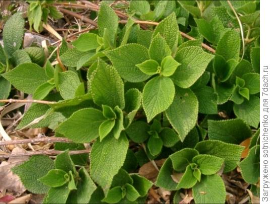 Бемерия двулопастная на сайте commons. wikipedia. org