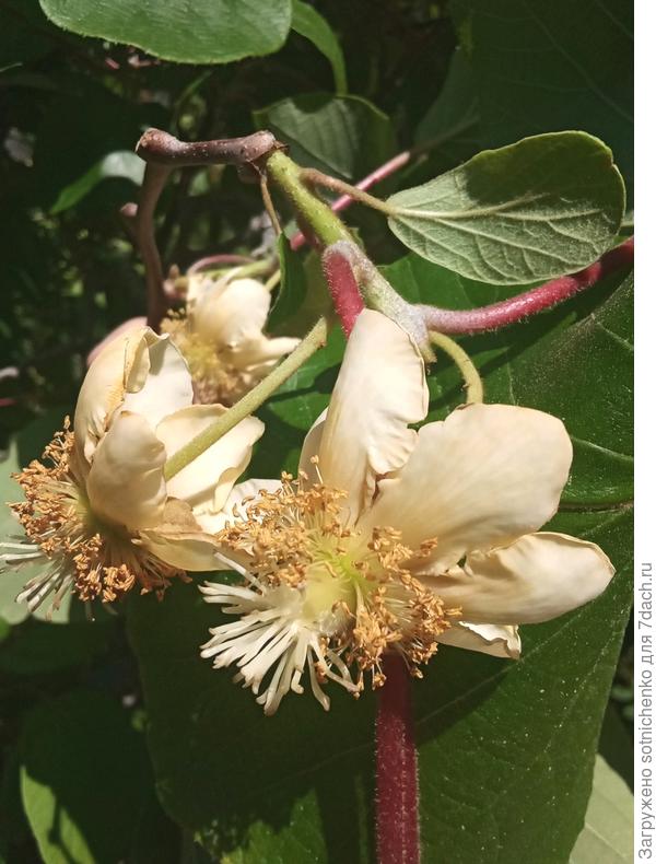 Цветение Актинидии деликатесной. Гурзуф.