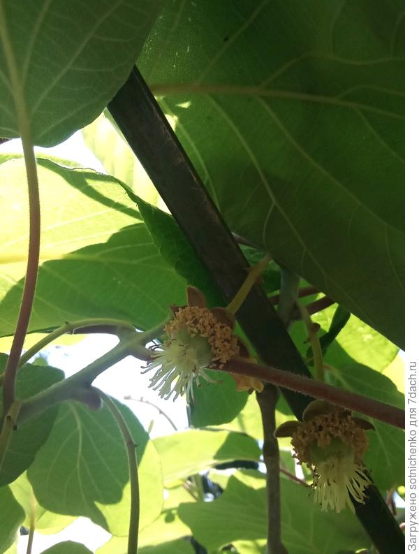 Завязи плодов. Осенью собирали урожай. Крупные и вкусные.