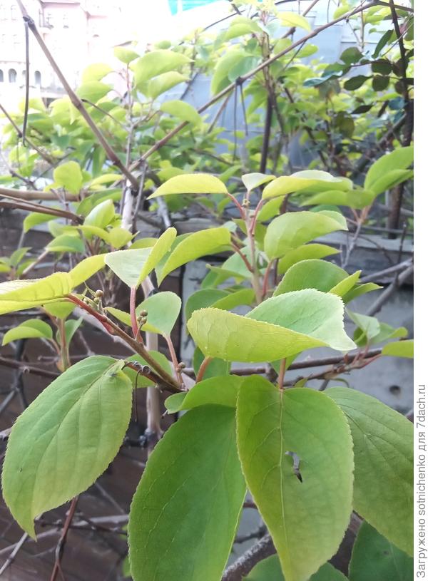 Актинидия аргута (Actinidia arguta). Гурзуф.