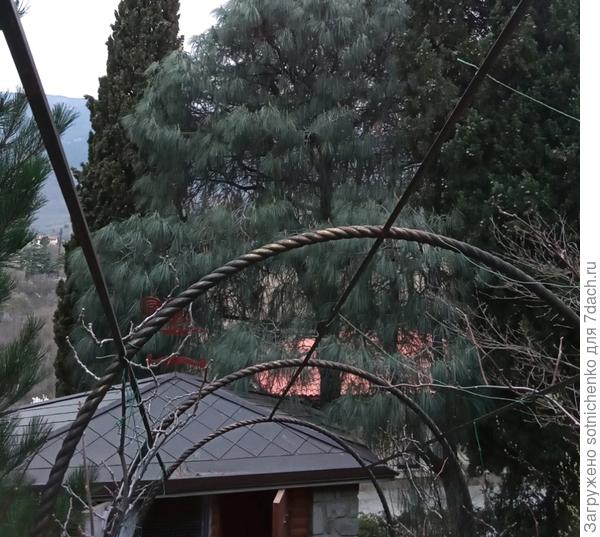 Я фотографировала для определения Сосну зимой. Немного в кадр попала Актинидия деликатесная на арке.