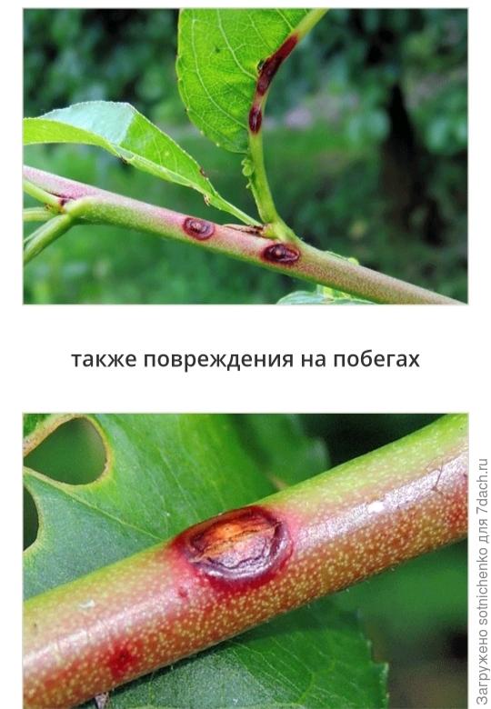 Поражение персика Клястероспориозом, фото на сайте bladmineerders. nl