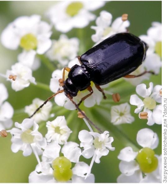 Лупер садовый на сайте Wikipedia.