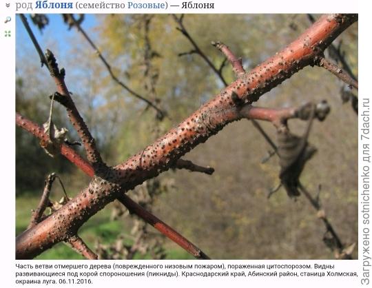 Цитоспороз на яблоне, фото на сайте Планиариум.