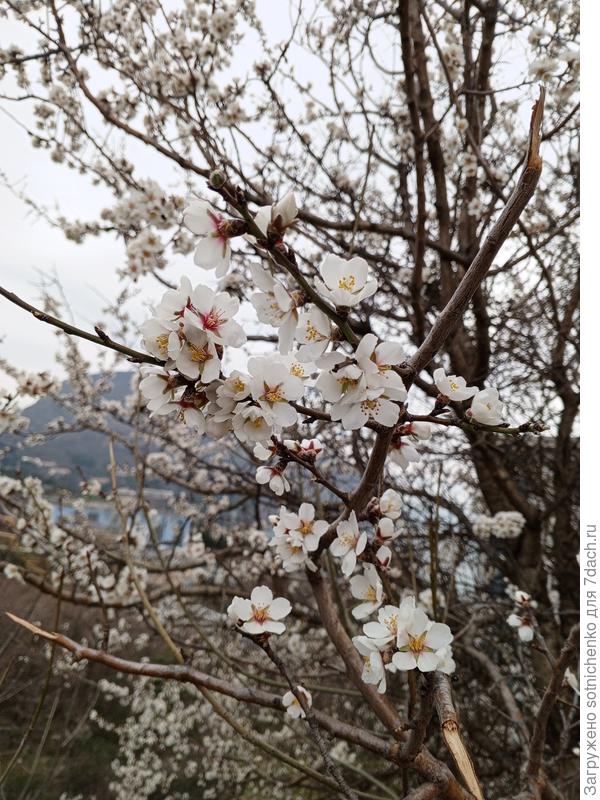Цветение Миндаля обыкновенного в природе Гурзуф,фото сделала 05.03.26