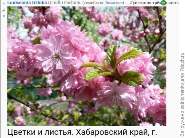 Миндаль трехлопастной, фото на сайте Плантариум.