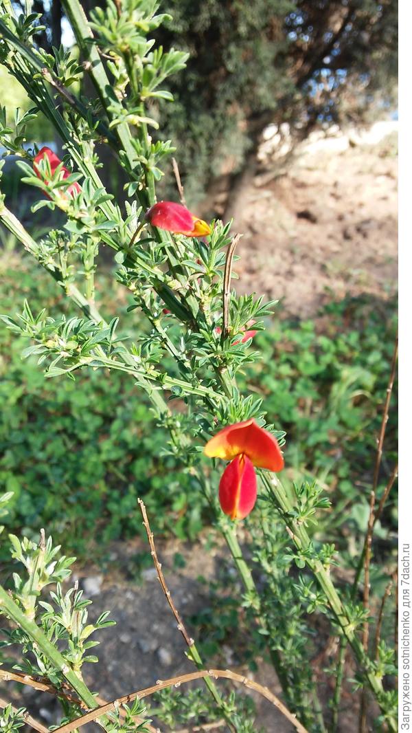 Фото от 13.05,25 г. На бирке было написано Cytisus &amp;#39;Lena&amp;#39;
