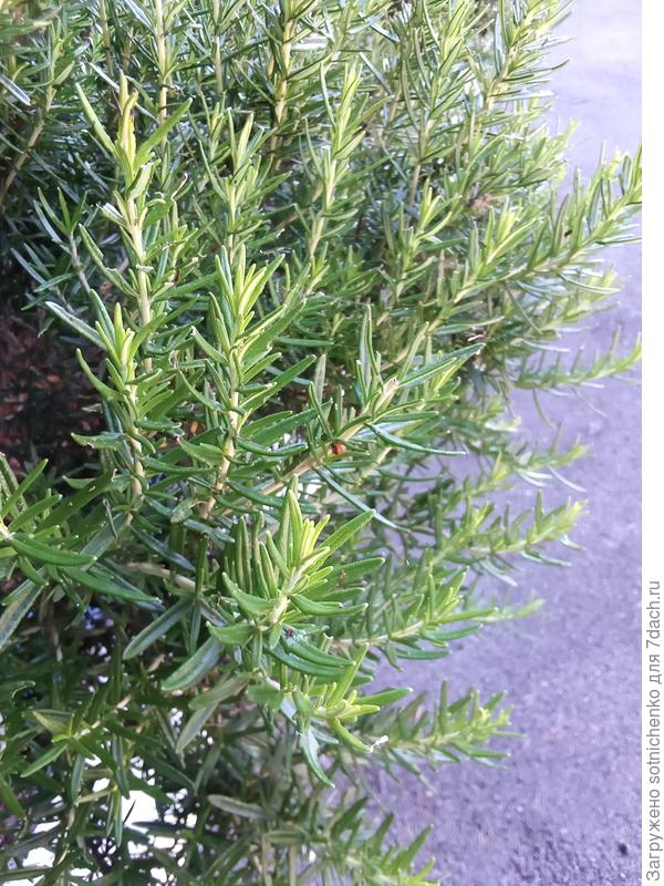Розмарин лекарственный Гурзуф открытый грунт, солнечное местоположение, сегодняшнее фото.