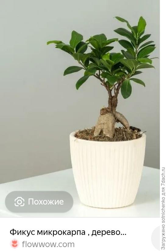 Фикус микрокарпа.