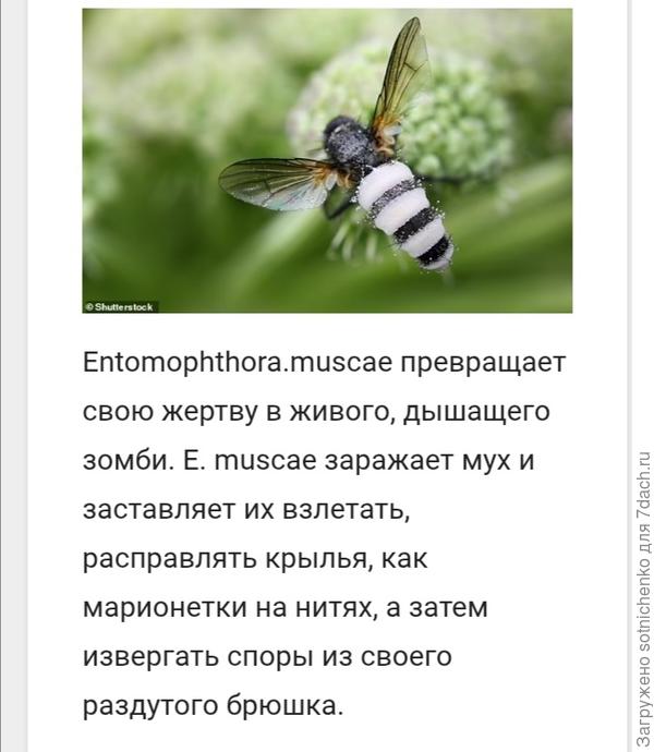Информация из интернета.