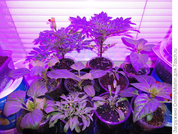 На память. 11 марта 2020г