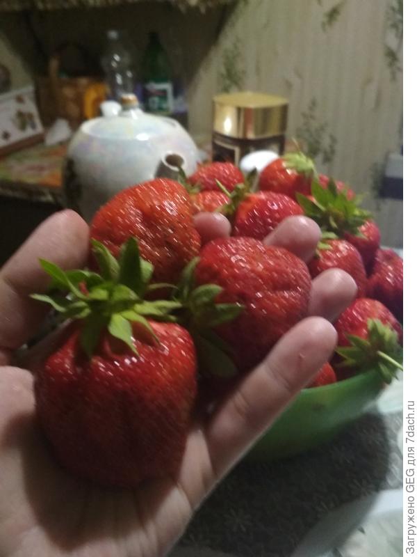 Машенька. Крупная, сладкая, с ароматом лесной земляники. Не транспортабельна, лучше есть прямо с грядки