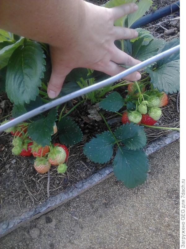 Фестивальная. Вкус детства...