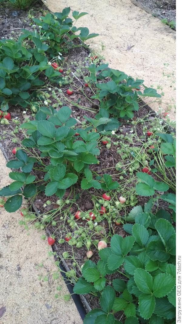 Елизавета 2. Нет равных в урожайности