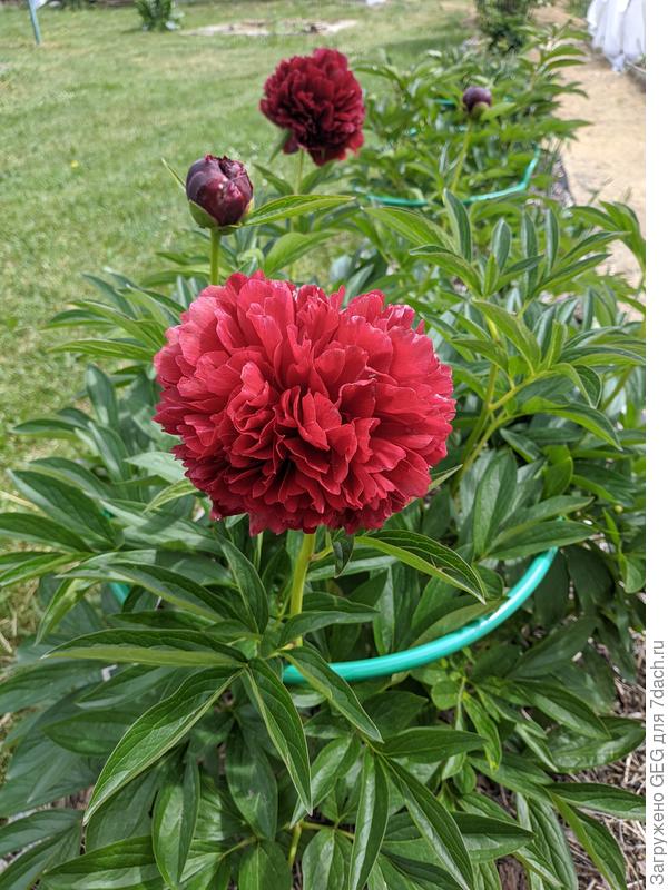 В 2020 посадила 8 сортов пионов. Прижились все хорошо. В 2021 дали бутоны, оставила по одному. Надеюсь насладится цветением в этом году