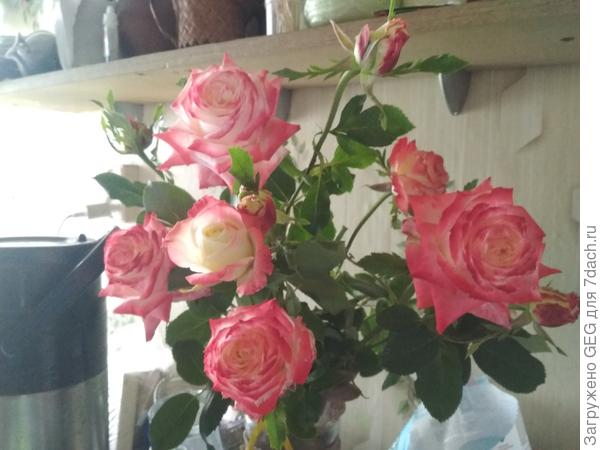 Свои розы нашла только в вазе((((