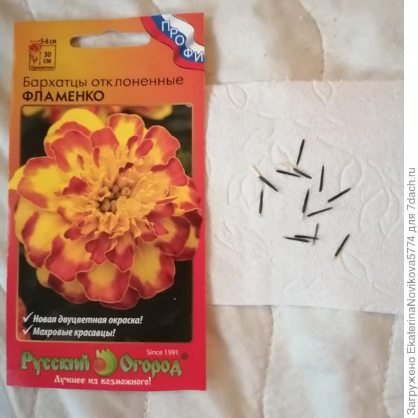 Количество семян