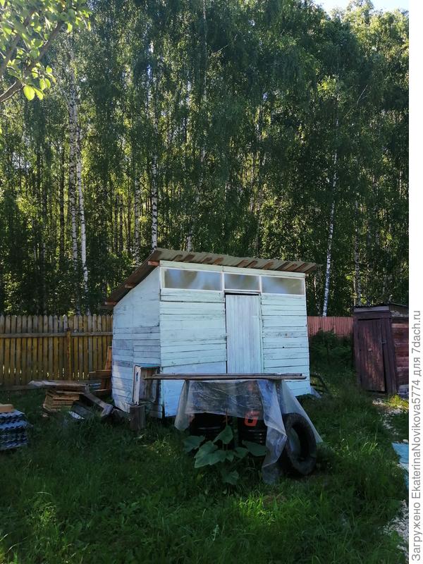вот так тыква выглядит на фоне леса