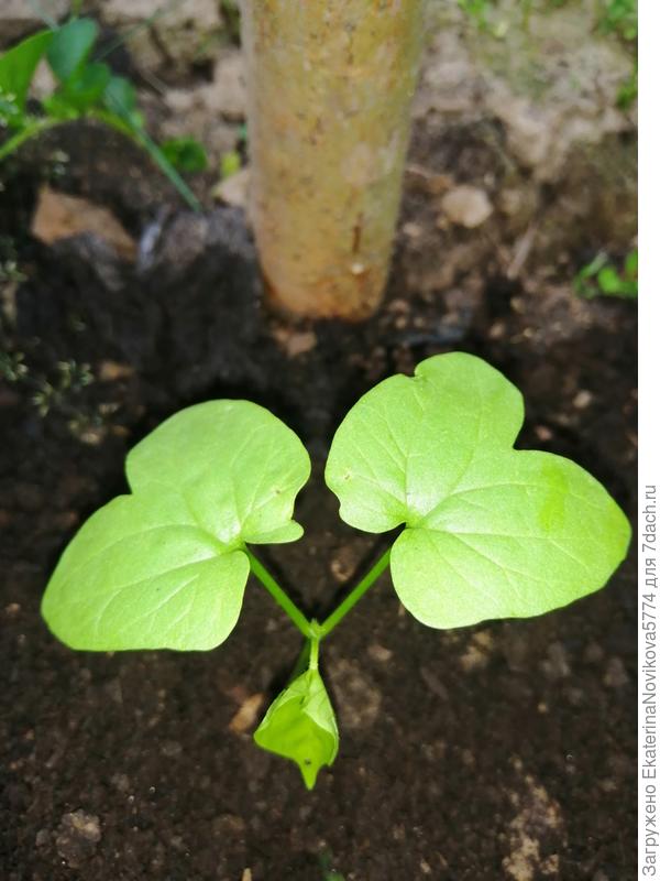 Первый лист