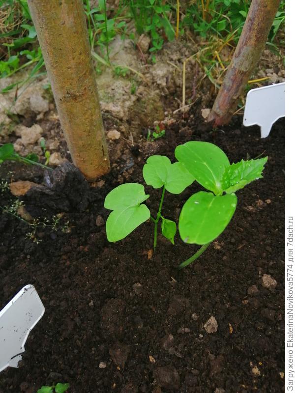 26 июня Посев в открытый грунт вместе с огурцом