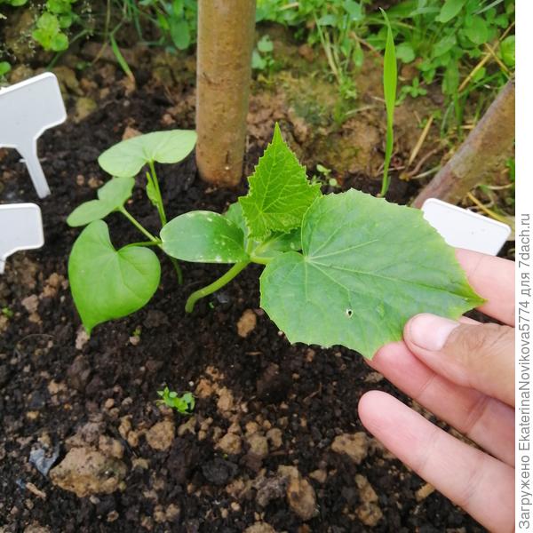 02 июля все растет отлично