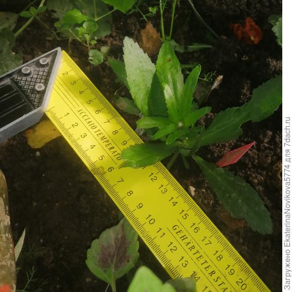 ширина куста