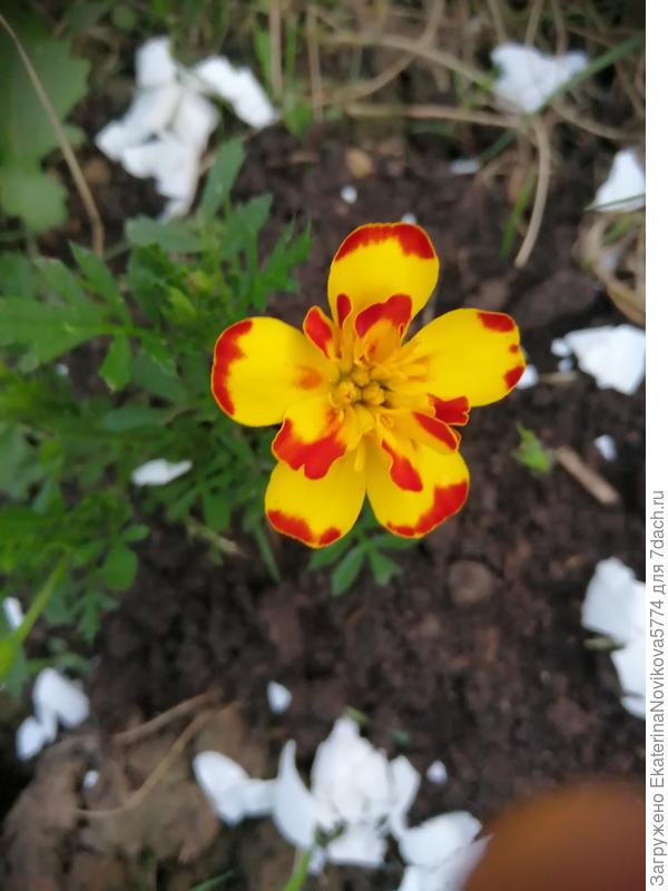 вокруг яичная скорлупа от слизней