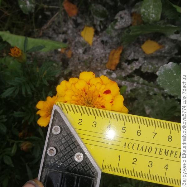 ширина цветка