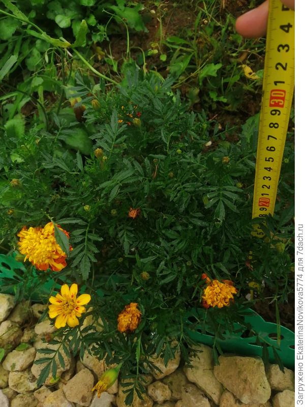 высота куста