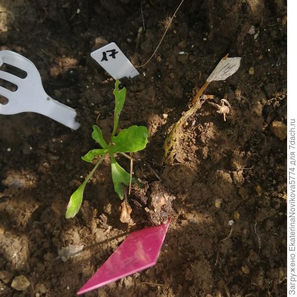 пересадка под яблоню