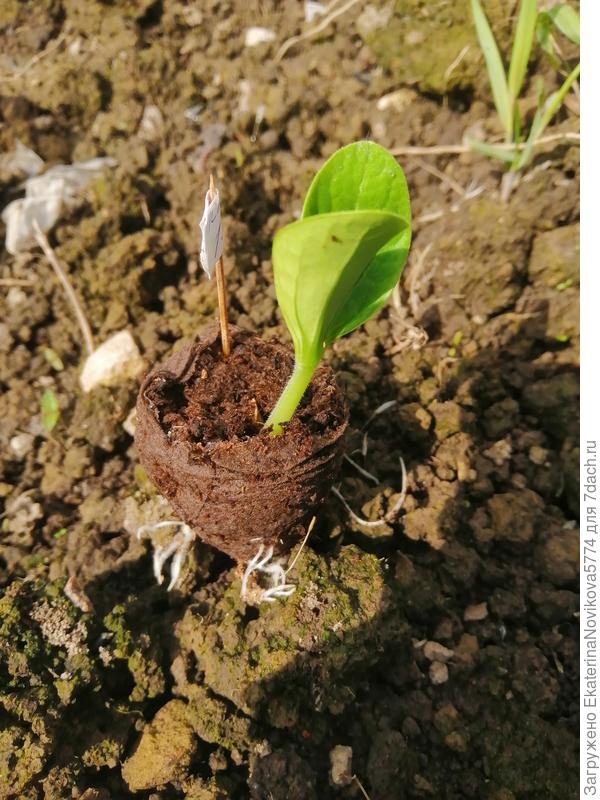 Длинные мощные корни