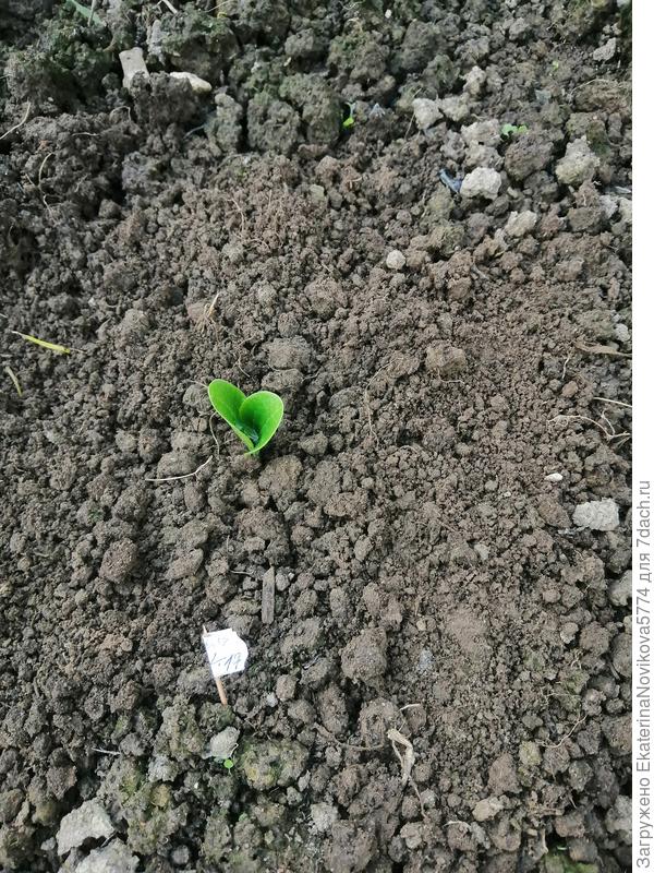 высадка в открытый грунт