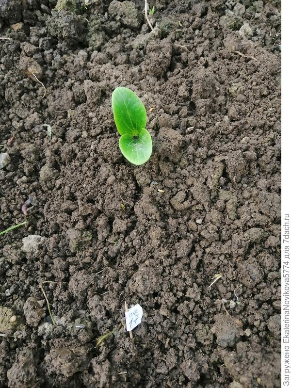 второй кабачок высажен на грядку