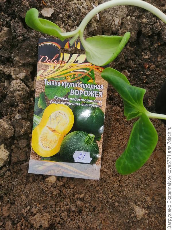 высадка в ог