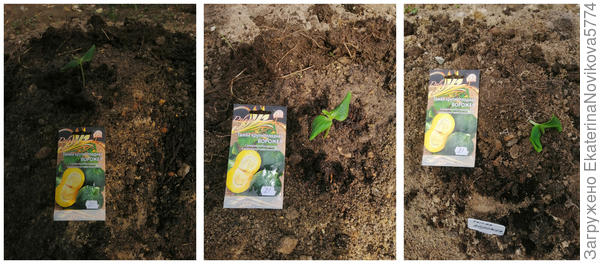 высадка в открытый грунт