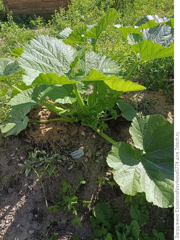 тыква первая