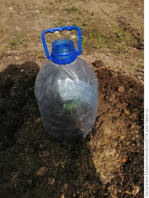 вечером решила укрыть пластиковой банкой