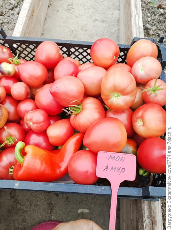 21 и 28 августа идет активный сбор урожая томата Мон Амур